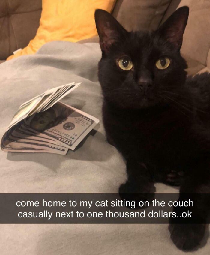 A black cat on couch beside a stack of cash, implying rich people shamed for having money.