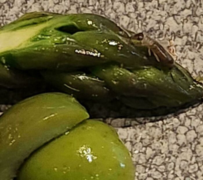 Disgusting find in food: insect hidden on fresh asparagus, close-up view.