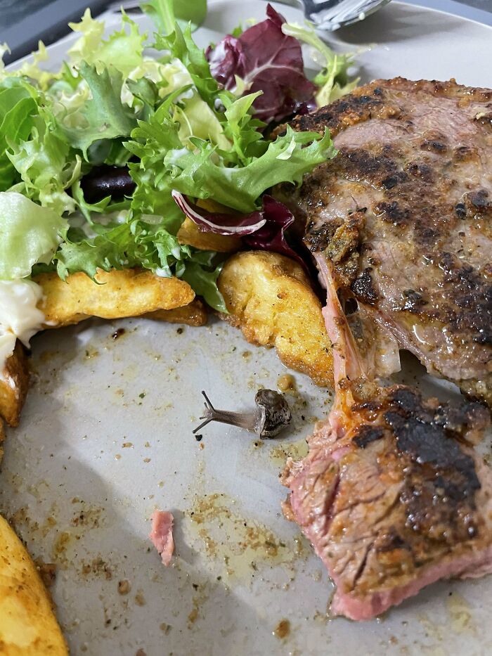 Disgusting surprise in meal: a small snail on a plate with steak, fries, and salad.