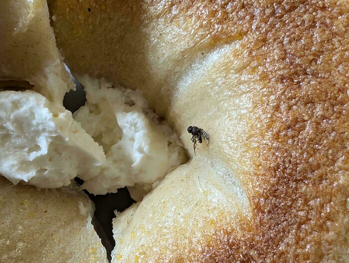 Disgusting food find: a fly on a cream cheese-filled bagel.