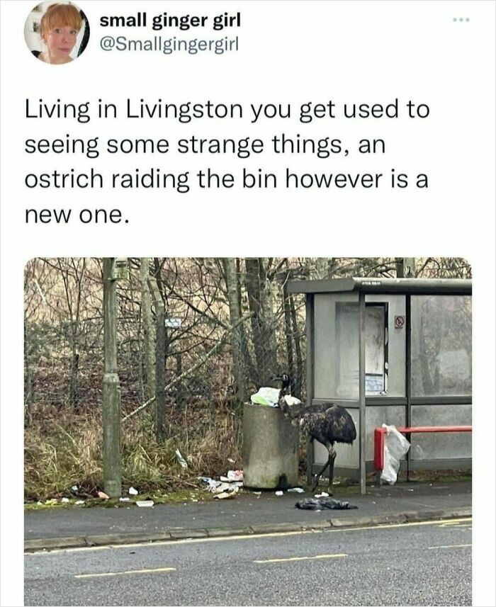 Ostrich rummaging through a bin at a bus stop in Livingston, capturing Scottish humor.