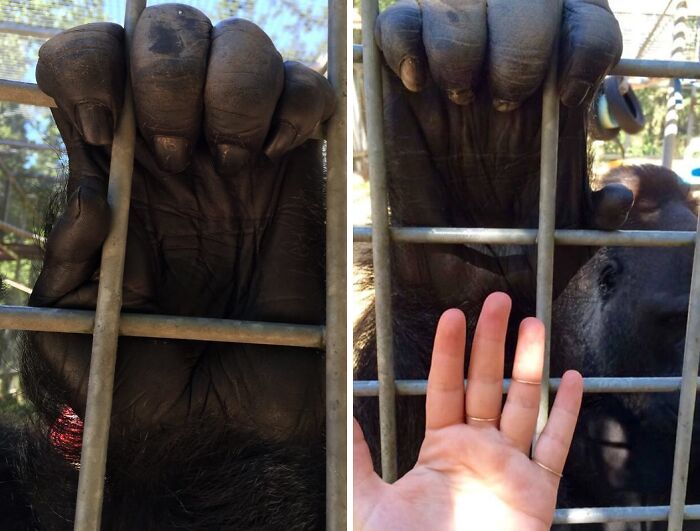 Mano de gorila tras la reja junto a una mano humana, creando una imagen surrealista.