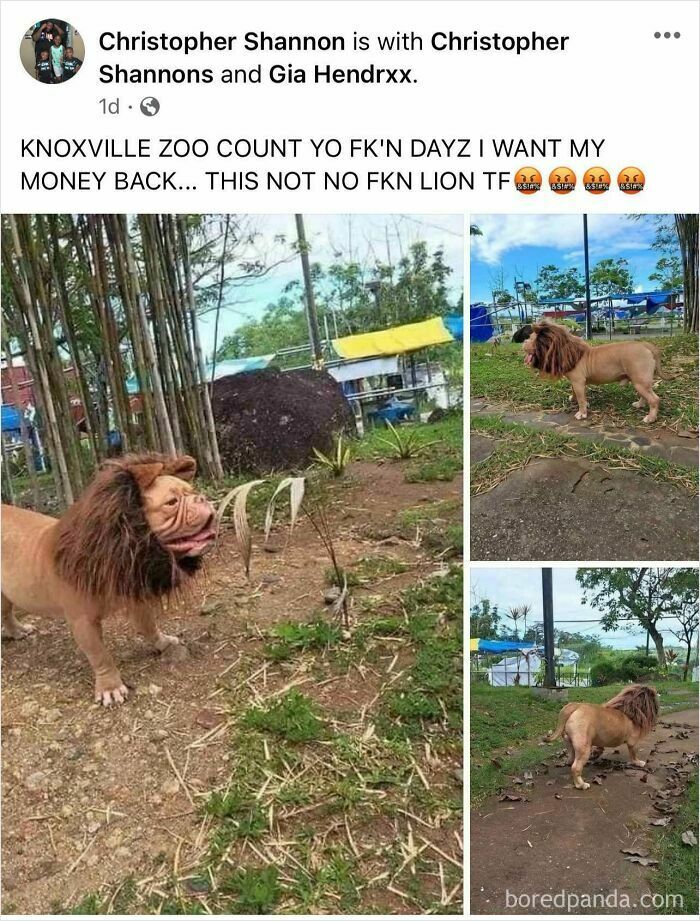 Dog at a zoo with a fake lion mane, humorously illustrates someone cheating the system by acting like they belong.