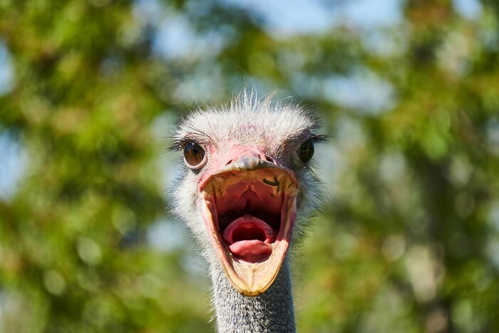 Ostrich with beak open, symbolizing surprise or alarm in reaction to overused office expressions.