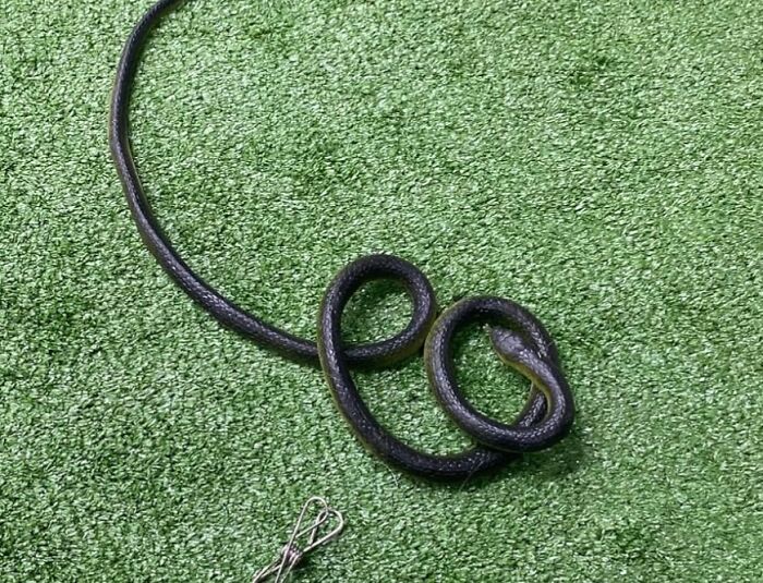 Fake snake prank on green grass, harmless April Fools' gag safe for family chats.