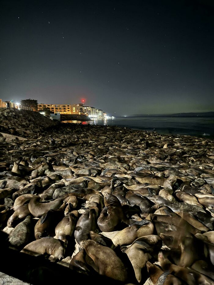 Lobos marinos en la costa bajo un cielo estrellado, surcando lo surreal en la noche.