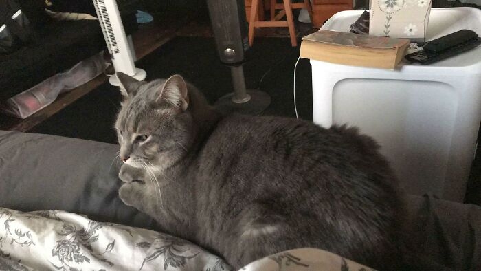 Gray cat loafing on a bed, with a book and remote in the background.
