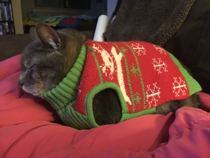 Cat loafing on a pink blanket wearing a festive red and green sweater.