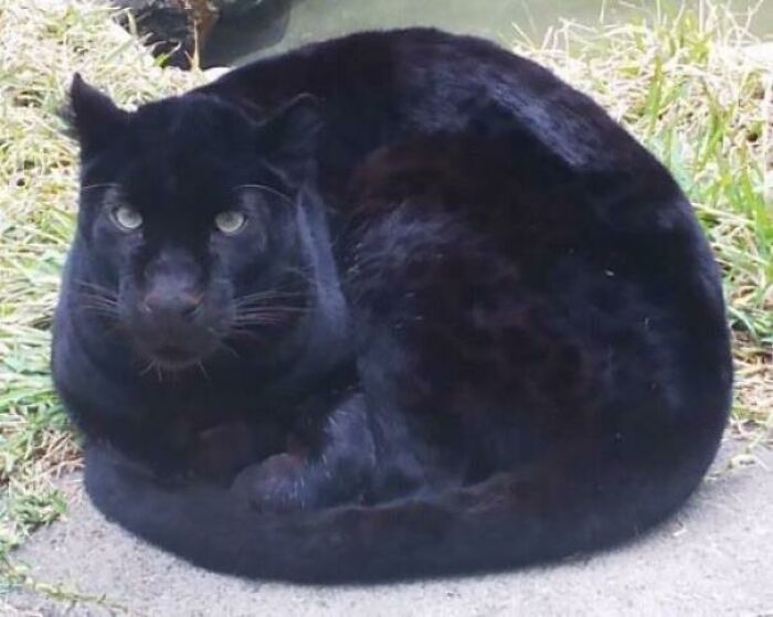 Black cat loafing outdoors, showcasing typical Reddit-cat pose on grass and pavement.