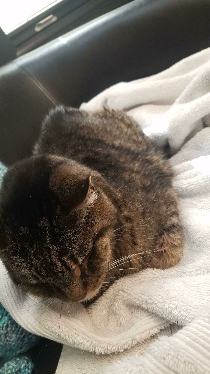 A tabby cat loafing on a white towel in a sunny spot indoors.