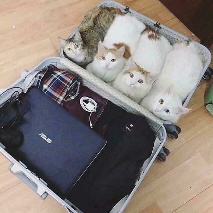 Cats loafing in a suitcase, with clothes and a laptop, showcasing a cozy travel scene.