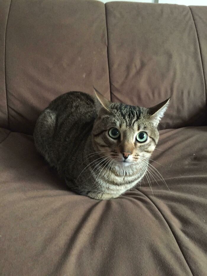Cat loafing on a brown sofa, looking directly at the camera with wide eyes.
