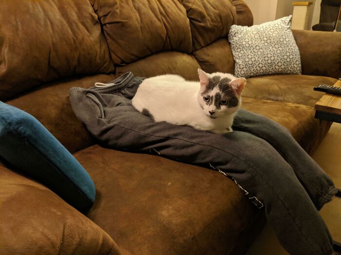 Cat loafing on a brown couch, resting on a pair of sweatpants in a cozy setting.