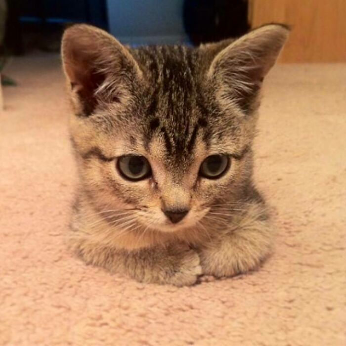 Cute tabby cat loafing on the carpet.