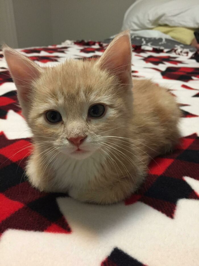 Adorable orange tabby cat loafing on a red and black patterned blanket.