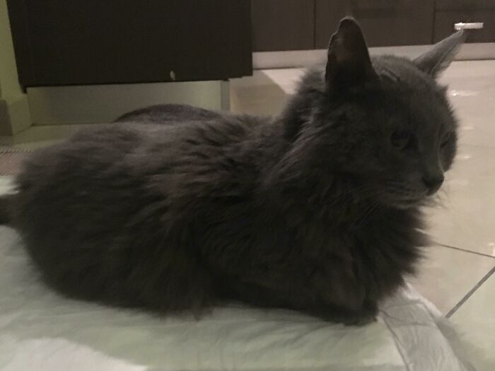 A fluffy gray cat loafing comfortably on a tiled floor.