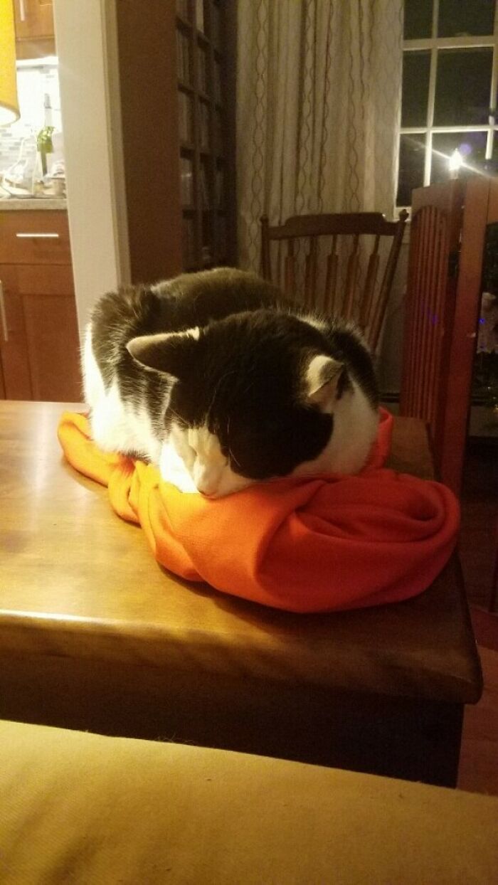 Black and white cat loafing on an orange blanket on a wooden table surrounded by cozy room decor.