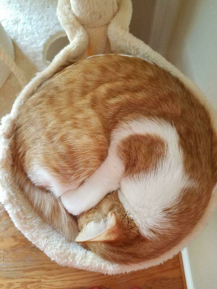 A cat loafing in a cozy position, curled up in a soft basket atop a cat tree, showcasing its ginger and white fur pattern.