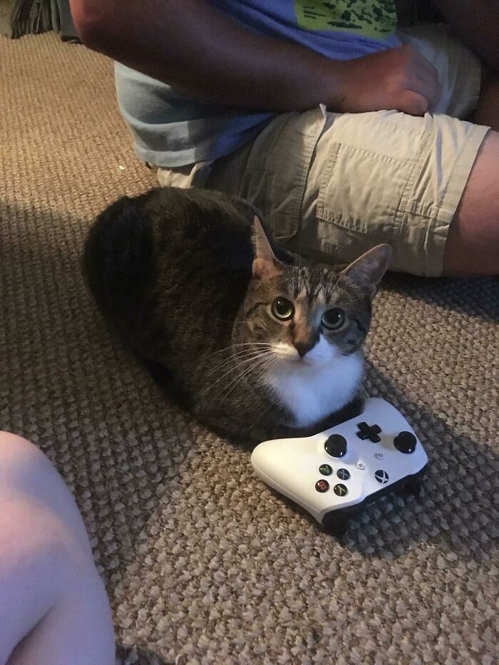 Cat loafing on carpet beside a gaming controller, with a person sitting nearby.