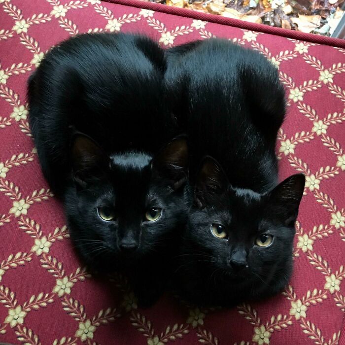 Two black cats loafing closely together on a red patterned mat.