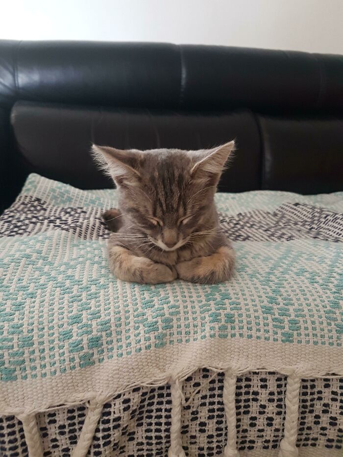 Gray tabby cat loafing on a patterned blanket, eyes closed, on a couch.