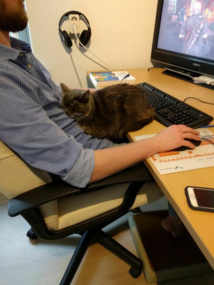 A cat loafing on a person's arm while they use the computer.