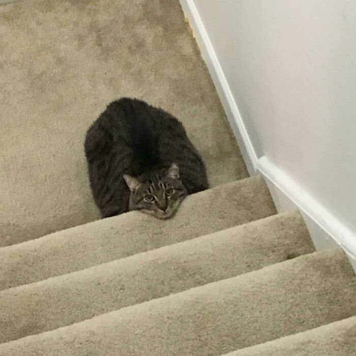 Cat loafing on carpeted stairs, head resting, looking up.
