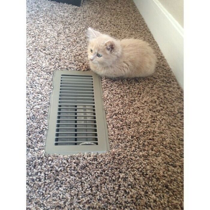 Cat loafing by a floor vent on carpet, staying warm and cozy.