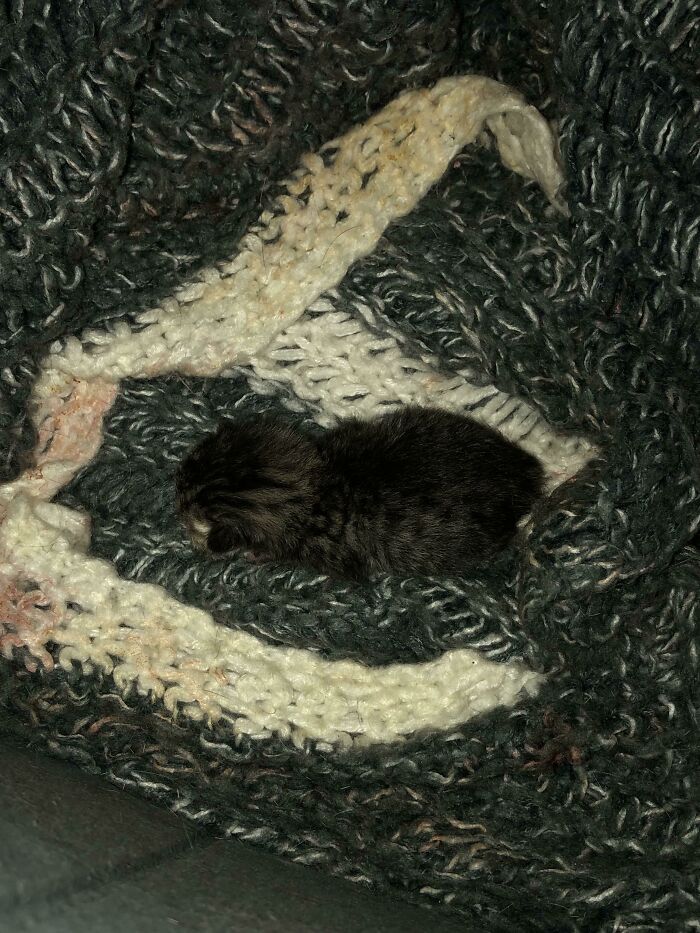 A cat loafing on a knitted blanket, cozy and relaxed.