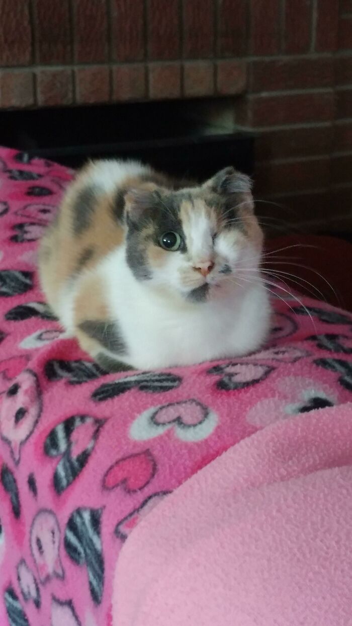 Calico cat loafing on a pink heart-patterned blanket indoors.