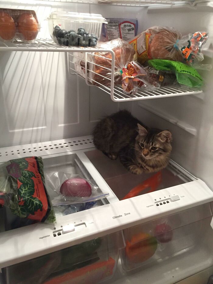 Cat loafing inside a refrigerator surrounded by groceries.