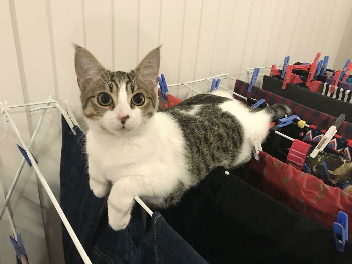 Cat loafing on a clothes rack, surrounded by colorful pegs.