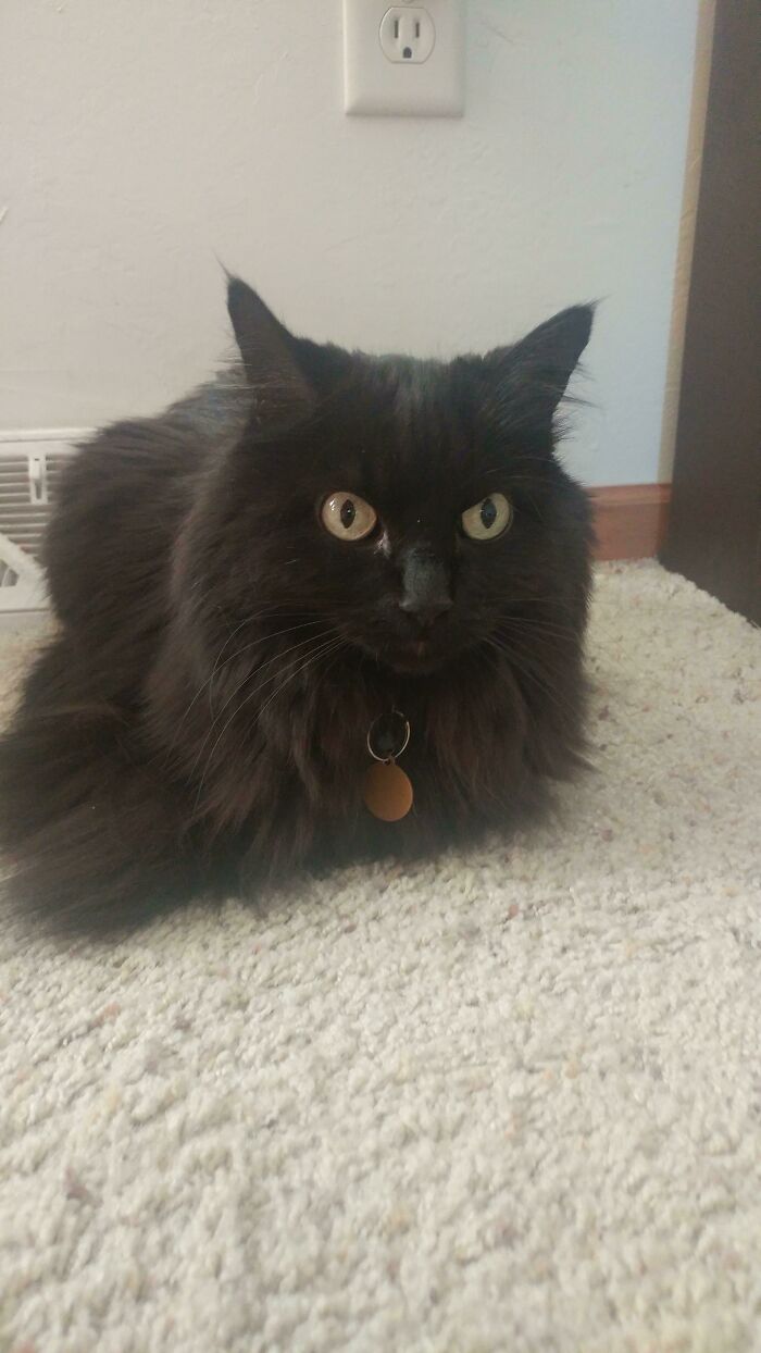 Fluffy black cat loafing on carpet with mismatched eyes, near a wall outlet.