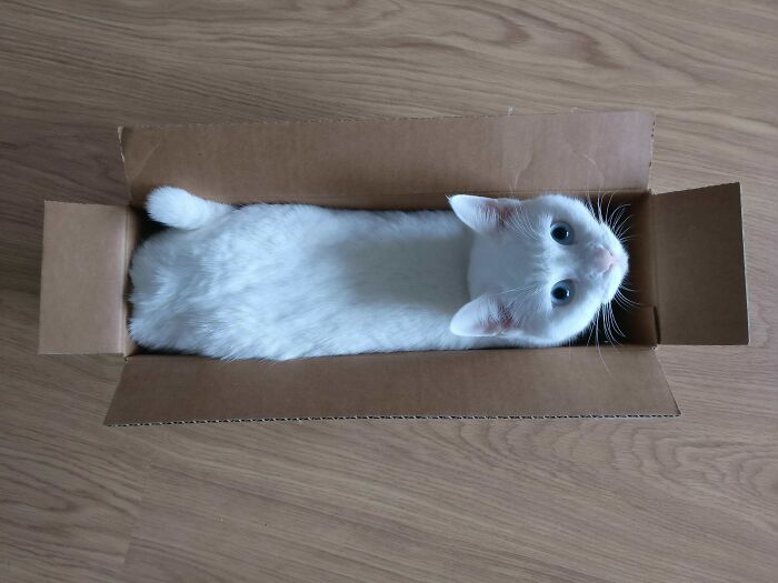 White cat loafing snugly in a cardboard box on a wooden floor.