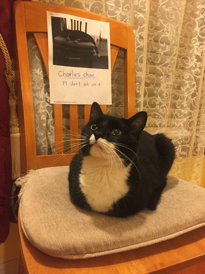 Black and white cat loafing on a chair with a sign saying "Charlie's chair. Pl don't sit on it".
