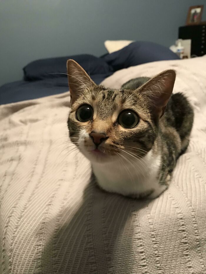Cat loafing on a bed with a curious expression, popular on Reddit.