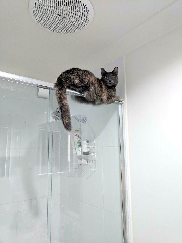 Cat loafing on top of a shower door, demonstrating balance in a bathroom setting.