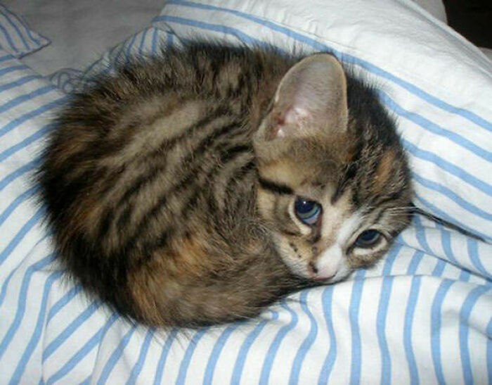 Striped kitten loafing on striped bedding, showcasing classic cat loaf position.