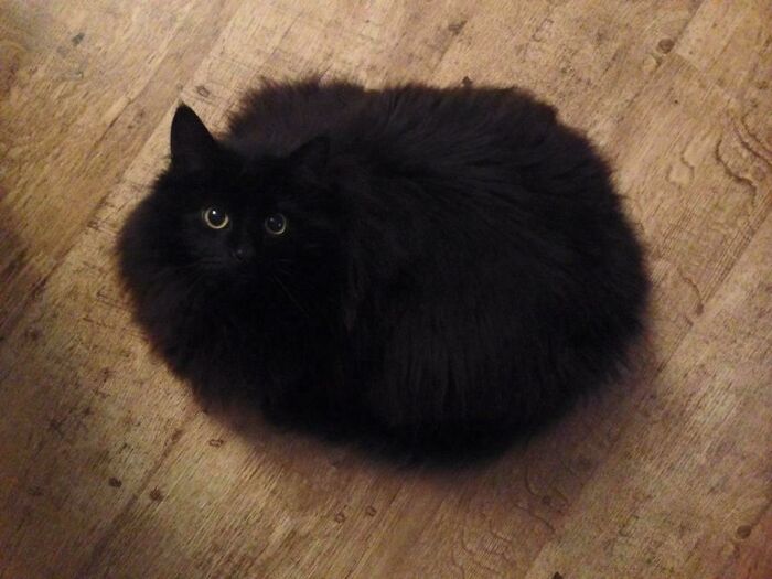 Fluffy black cat loafing on a wooden floor, with bright eyes and a round shape.