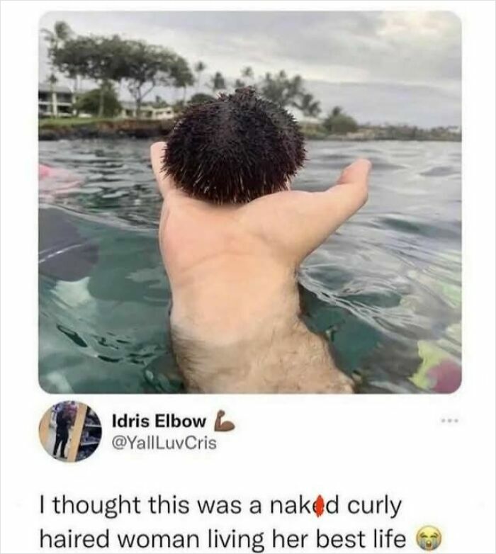 Person holding a sea urchin above water with trees in the background, featuring sarcasm from social media.