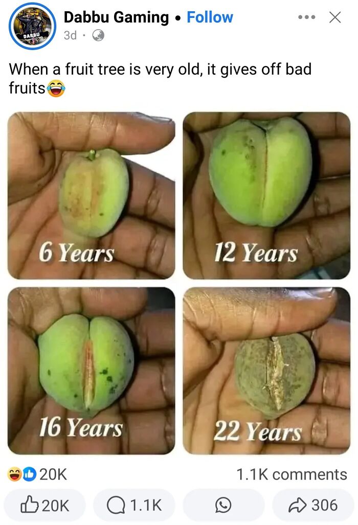 Aging fruit illustration showing progression from six to twenty-two years, humorously compared to aging concepts.