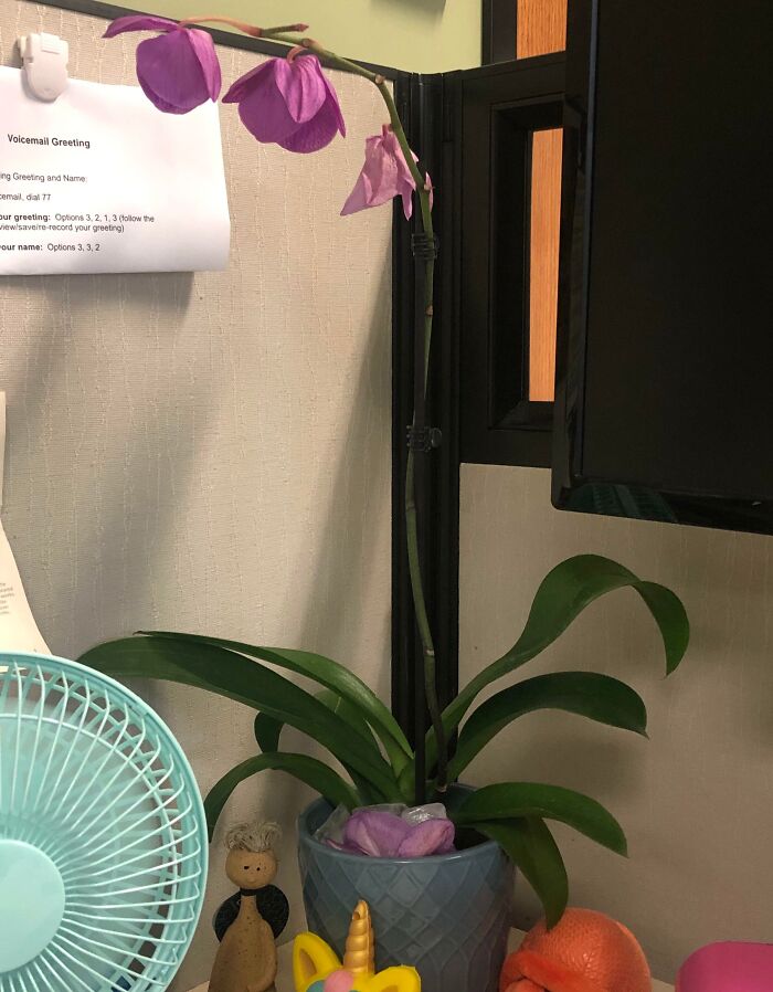 Office cubicle with a drooping orchid and whimsical desk decorations, representing worst colleague scenarios.