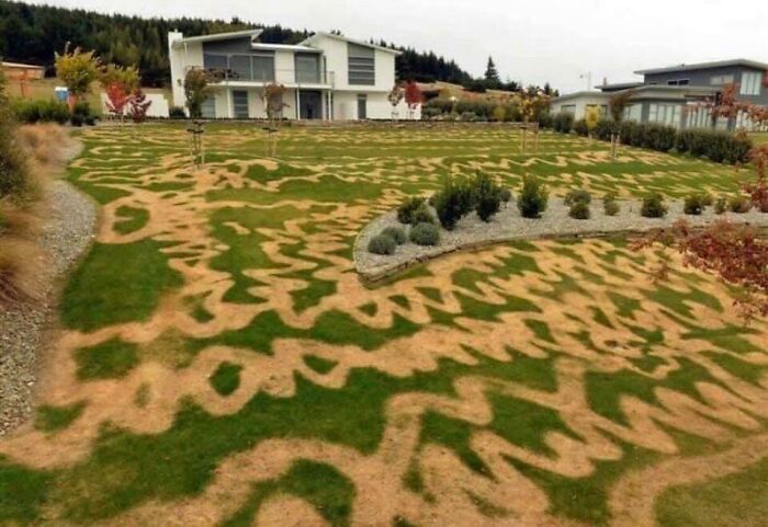 Poor landscaping decisions ruin a perfectly good lawn in front of modern houses.