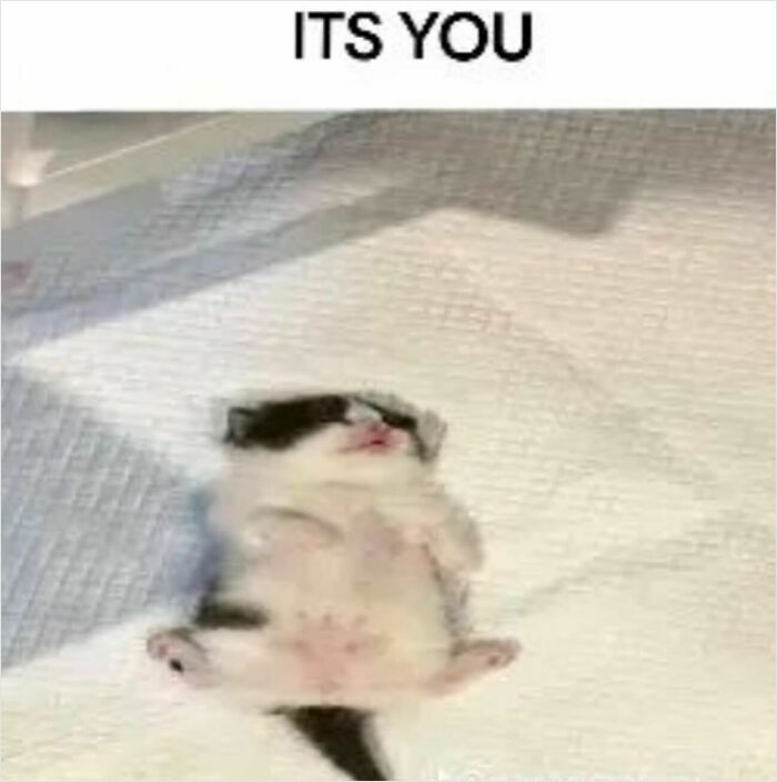 Adorable kitten on back with caption "ITS YOU," embodying cat memes humor.