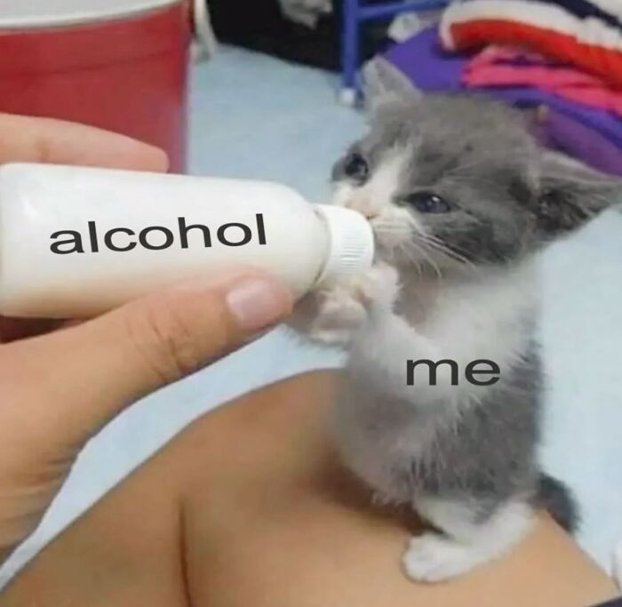 Tiny kitten meme with labeled bottle, part of Cat Memes on Catlandscentral.