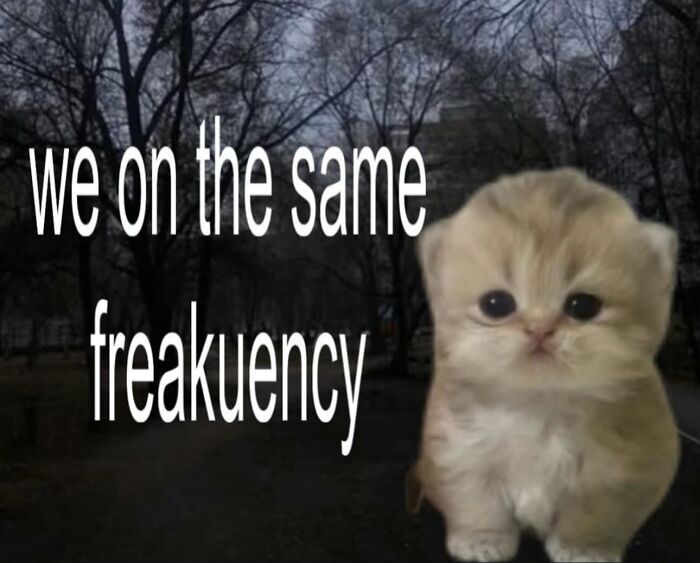 Cute kitten with "we on the same freakuency" text, exemplifying cat memes from Catlandscentral.