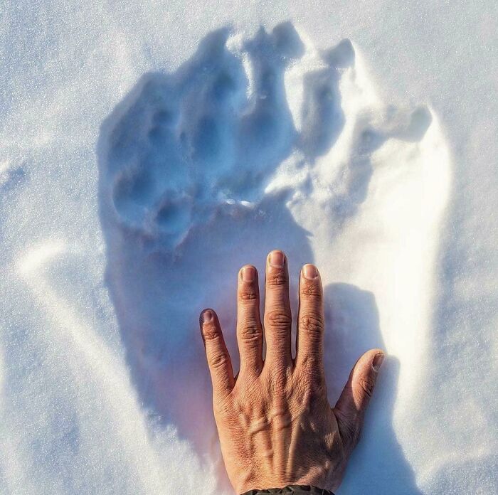 Una mano humana comparada con una huella gigante en la nieve, mostrando lo surreal de la escena.