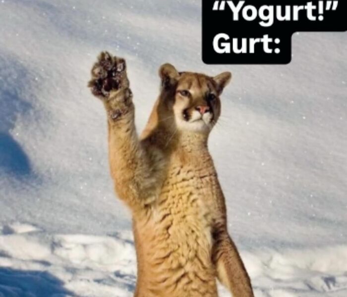 A standing cat raises a paw in the snow, featuring text that humorously refers to yogurt, embodying cat memes fun.