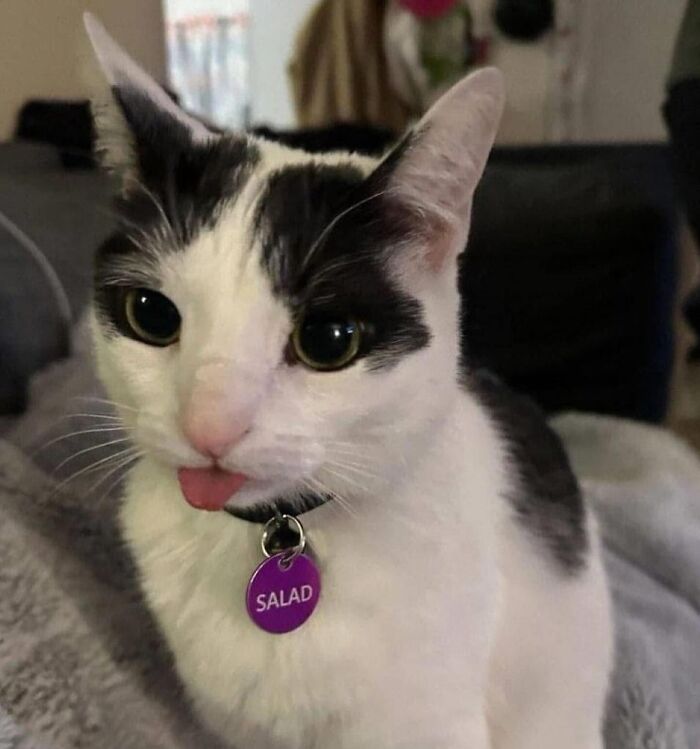 Cat meme featuring a white and black cat with a “Salad” tag, playfully sticking out its tongue.