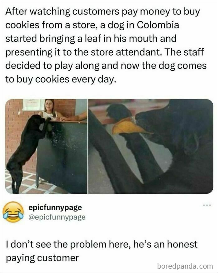 Dog trading a leaf for cookies at a store counter; a humorous meme moment from an IG page.